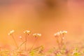 Golden evening on the summer meadow, natural landscape Royalty Free Stock Photo