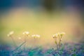 Golden evening on the summer meadow, natural landscape Royalty Free Stock Photo