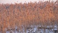 Golden evening sunset light on reed thicket. Royalty Free Stock Photo