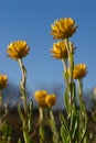 Golden Everlasting Daisies Royalty Free Stock Photo