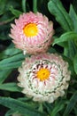 Golden everlasting or strawflower flowering plant Royalty Free Stock Photo