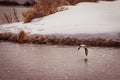 Golden-eye Duck Flies Over Sparkling Water Royalty Free Stock Photo