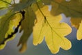 A golden eye hiding under leaf