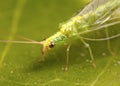 Golden Eye Lacewing