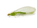 Green lacewing Chrysopidae