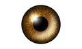 Golden Eye Realistic. Vector Illustration Of 3d Human Glossy Photo Realistic Eye shine and Reflection.