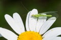 Golden-eyed Lacewing - Chrysopa oculata