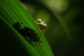 Golden-eyed leaf frog, Cruziohyla calcarifer, green frog hidden on the leaves, tree frog in the nature habitat, Corcovado, Costa Royalty Free Stock Photo