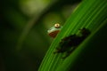 Golden-eyed leaf frog, Cruziohyla calcarifer, green frog hidden on the leaves, tree frog in the nature habitat, Corcovado, Costa Royalty Free Stock Photo