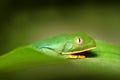 Golden-eyed leaf frog, Cruziohyla calcarifer, Green frog on the leave, Costa Rica. Wildlife scene from tropic jungle. Forest amphi