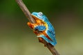 Golden-eyed leaf frog, Cruziohyla calcarifer, green yellow frog sitting on the leaves in the nature habitat in Corcovado, Royalty Free Stock Photo