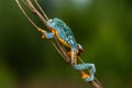 Golden-eyed leaf frog, Cruziohyla calcarifer, green yellow frog sitting on the leaves in the nature habitat in Corcovado, Royalty Free Stock Photo