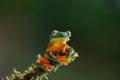 Golden-eyed leaf frog, Cruziohyla calcarifer, green yellow frog sitting on the leaves in the nature habitat in Corcovado, Royalty Free Stock Photo