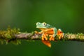 Golden-eyed leaf frog, Cruziohyla calcarifer, green yellow frog sitting on the leaves in the nature habitat in Corcovado, Royalty Free Stock Photo