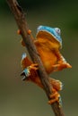 Golden-eyed leaf frog, Cruziohyla calcarifer, green yellow frog sitting on the leaves in the nature habitat in Corcovado, Royalty Free Stock Photo