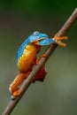 Golden-eyed leaf frog, Cruziohyla calcarifer, green yellow frog sitting on the leaves in the nature habitat in Corcovado, Royalty Free Stock Photo