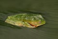 Golden-eyed leaf frog, Cruziohyla calcarifer, green yellow frog sitting on the leaves in the nature habitat in Corcovado, Costa Royalty Free Stock Photo