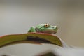 Golden-Eyed Leaf Frog on a Leaf