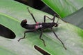 Golden-eyed stick insect