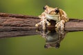 Golden-eyed tree frog or Amazon milk frog Royalty Free Stock Photo