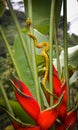 Golden eyelash pit viper slithering up red Heliconia in Costa Ri