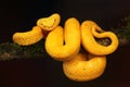 Golden eyelash viper from Costa Rica Royalty Free Stock Photo