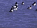 A Group Of Goldeneyes In Lake Ontario