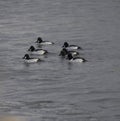 A Group Of Goldeneyes On Lake Ontario