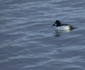 Goldeneye Find some Alone Time