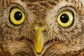 Golden eyes of Asian Barred Owlet