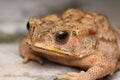 Golden eyes of Duttaphrynus melanostrictus, Indian.common toad