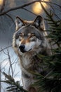 Golden Eyes in the Snow: A Professional Profile of Winged Wolves