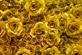 Golden fabric roses background Royalty Free Stock Photo