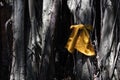 Golden fabric wrapped around big sacred tree for worship the mystery. The sacred place of Buddhists, tree with golden ribbons