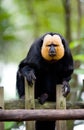 Golden-face saki monkey