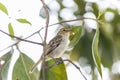 Golden-faced tyrannulet perched o a branch