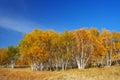 Golden fall Royalty Free Stock Photo