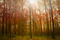 Golden fall autumnal forest