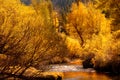 Golden fall colors reflecting into stream in the Yosemite Valley Royalty Free Stock Photo