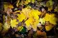 Golden Fall Foliage Autumn Yellow Maple Tree Royalty Free Stock Photo