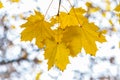 Golden Fall Foliage Autumn Yellow Maple Tree Royalty Free Stock Photo