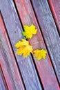 Golden Fall Foliage Autumn Yellow Maple Tree Royalty Free Stock Photo