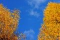 Beech and larch tree golden foliage by blue sky, fall season nature Royalty Free Stock Photo