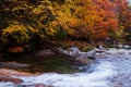 Golden fall forest and stream Royalty Free Stock Photo