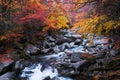 Golden Fall forest and stream Royalty Free Stock Photo