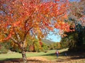 Golden fall landscape