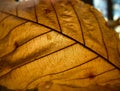 Golden autumn leaf backlit showing veining Royalty Free Stock Photo
