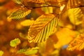 Golden yellow beech leaves radiant fall colors. Bokeh effect