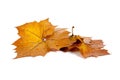 Golden fall leaves on a white background