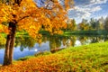 Golden fall mellow autumn in Pavlovsky park, Pavlovsk, Saint Petersburg, Russia Royalty Free Stock Photo